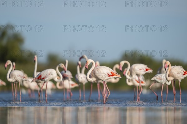 Greater Flamingos (Phoenicopterus roseus) standing in the water, Parc Naturel Regional de Camargue, France