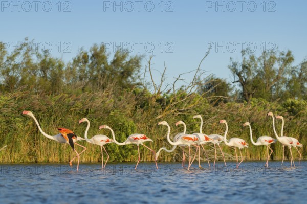 Greater Flamingos (Phoenicopterus roseus) walking in the water, Parc Naturel Regional de Camargue, France
