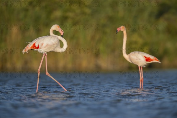 Greater Flamingo (Phoenicopterus roseus) walking in the water, Parc Naturel Regional de Camargue, France