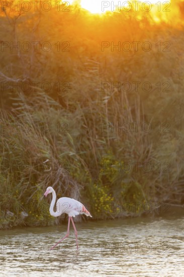 Greater Flamingo (Phoenicopterus roseus) walking in the water at sunset, Parc Naturel Regional de Camargue, France