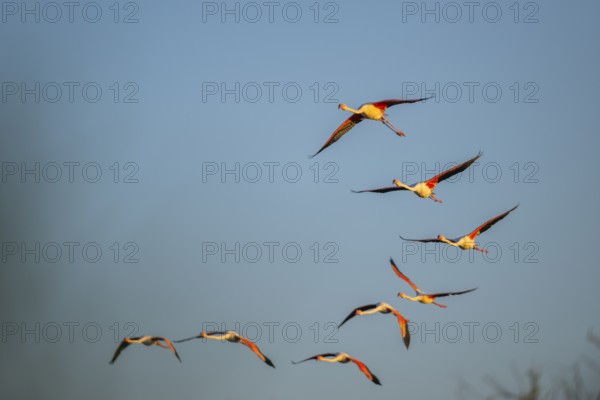 Greater Flamingo (Phoenicopterus roseus) flying in the sky at sunset, Parc Naturel Regional de Camargue, France