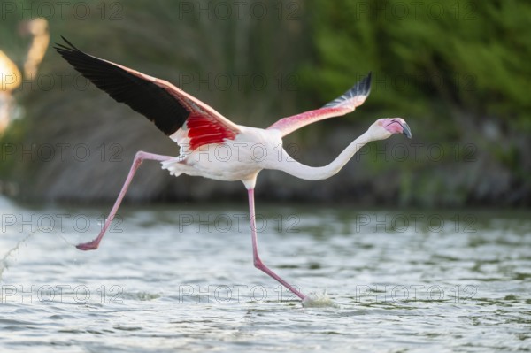 Greater Flamingo (Phoenicopterus roseus) starts flying from the water at sunset, Parc Naturel Regional de Camargue, France