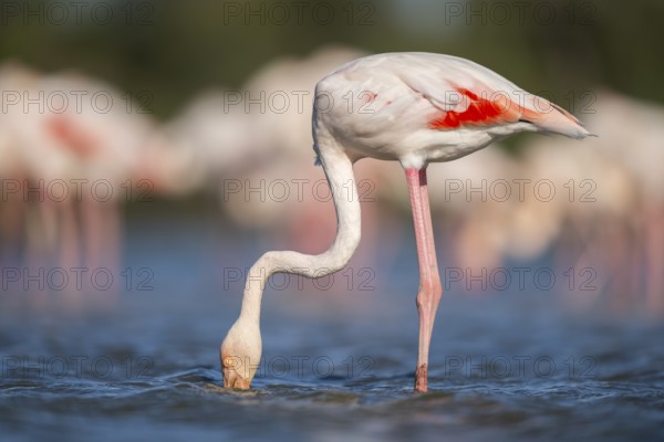 Greater Flamingo (Phoenicopterus roseus) standing in the water, Parc Naturel Regional de Camargue, France