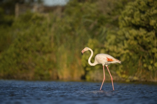 Greater Flamingo (Phoenicopterus roseus) walking in the water at sunset, Parc Naturel Regional de Camargue, France