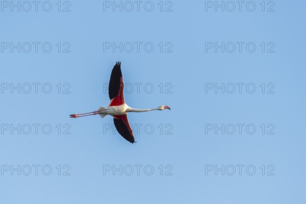 Greater Flamingo (Phoenicopterus roseus) flying in the sky, Parc Naturel Regional de Camargue, France