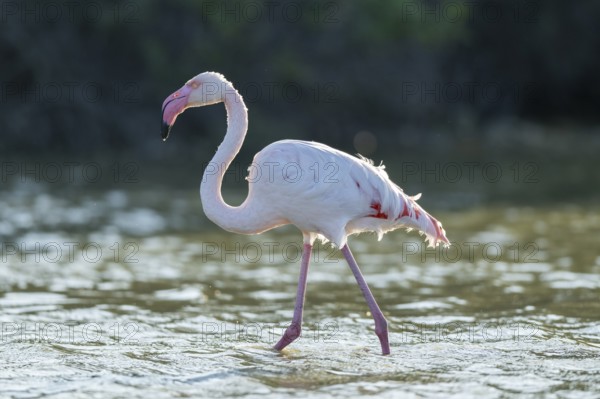 Greater Flamingo (Phoenicopterus roseus) walking in the water, Parc Naturel Regional de Camargue, France