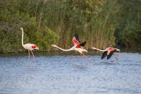 Greater Flamingo (Phoenicopterus roseus) starts flying from the water at sunset, Parc Naturel Regional de Camargue, France
