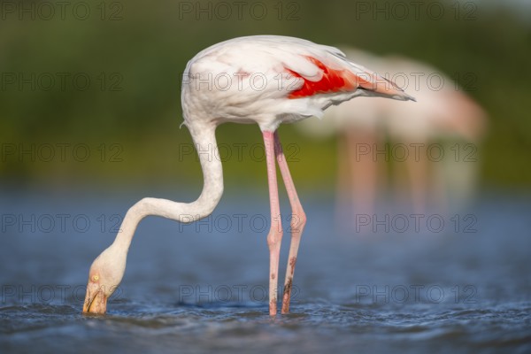 Greater Flamingo (Phoenicopterus roseus) standing in the water, Parc Naturel Regional de Camargue, France