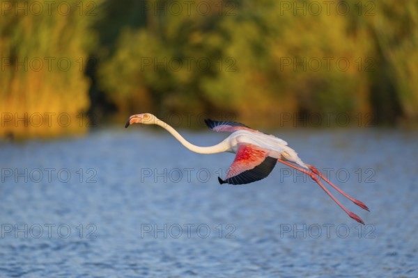 Greater Flamingo (Phoenicopterus roseus) landing in the water at sunset, Parc Naturel Regional de Camargue, France