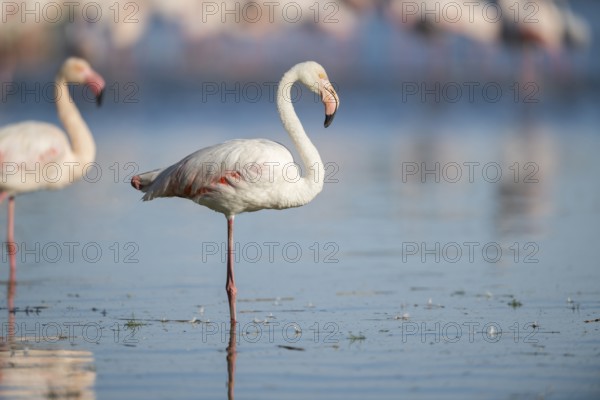 Greater Flamingo (Phoenicopterus roseus) standing in the water, Parc Naturel Regional de Camargue, France
