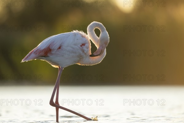 Greater Flamingo (Phoenicopterus roseus) walking in the water at sunset, Parc Naturel Regional de Camargue, France