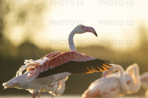 Greater Flamingo (Phoenicopterus roseus) shaking its wings at sunset, Parc Naturel Regional de Camargue, France