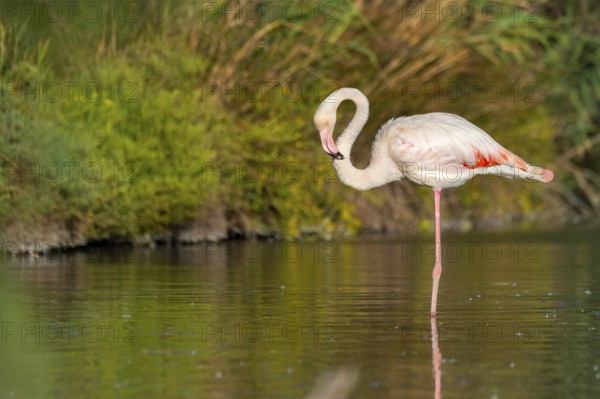 Greater Flamingo (Phoenicopterus roseus) standing in the water, Parc Naturel Regional de Camargue, France