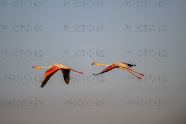 Greater Flamingo (Phoenicopterus roseus) flying in the sky at sunset, Parc Naturel Regional de Camargue, France