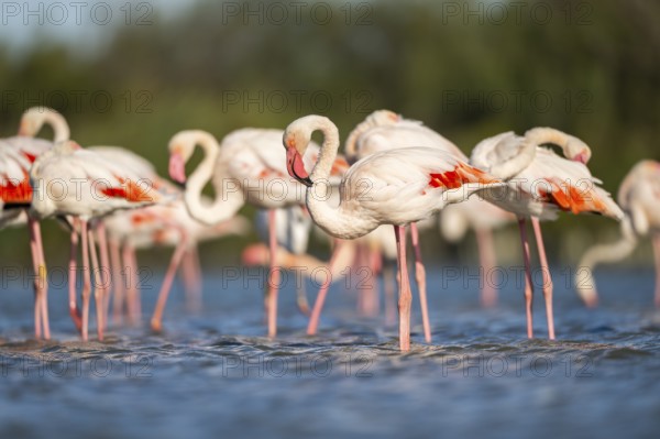 Greater Flamingos (Phoenicopterus roseus) walking in the water, Parc Naturel Regional de Camargue, France
