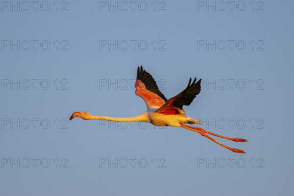 Greater Flamingo (Phoenicopterus roseus) flying in the sky at sunset, Parc Naturel Regional de Camargue, France