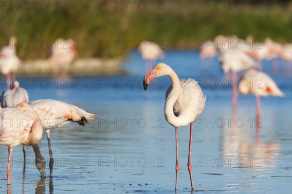 Greater Flamingos (Phoenicopterus roseus) standing in the water, Parc Naturel Regional de Camargue, France