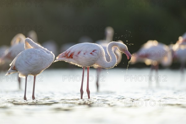 Greater Flamingo (Phoenicopterus roseus) standing in the water cleaning its feathers at sunset, Parc Naturel Regional de Camargue, France