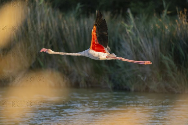 Greater Flamingo (Phoenicopterus roseus) starts flying from the water at sunset, Parc Naturel Regional de Camargue, France