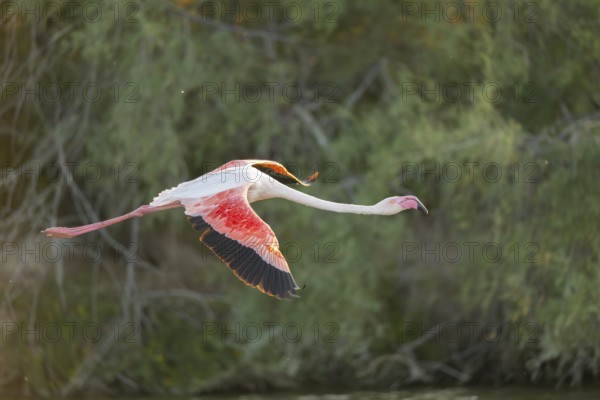 Greater Flamingo (Phoenicopterus roseus) starts flying from the water at sunset, Parc Naturel Regional de Camargue, France