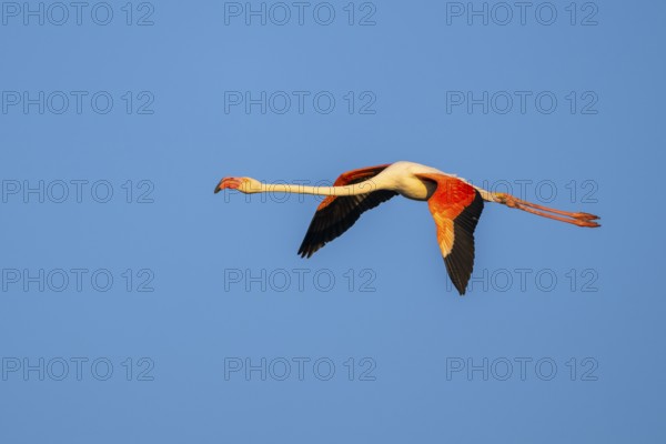 Greater Flamingo (Phoenicopterus roseus) flying in the sky at sunset, Parc Naturel Regional de Camargue, France