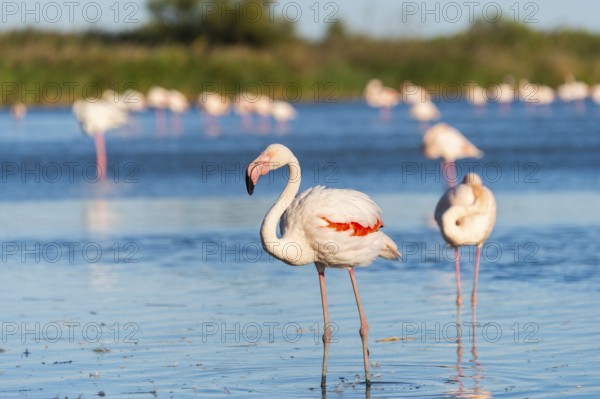 Greater Flamingos (Phoenicopterus roseus) walking in the water, Parc Naturel Regional de Camargue, France