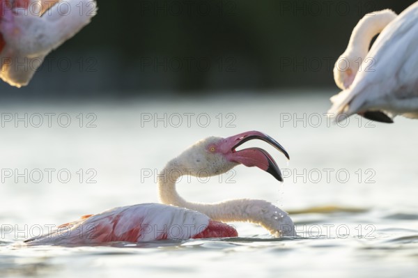 Greater Flamingo (Phoenicopterus roseus) in the water cleaning its feathers at sunset, Parc Naturel Regional de Camargue, France