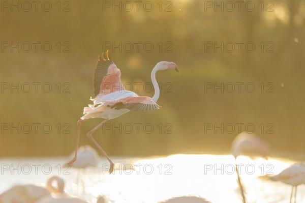 Greater Flamingo (Phoenicopterus roseus) landing in the water at sunset, Parc Naturel Regional de Camargue, France