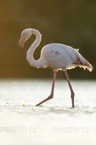 Greater Flamingo (Phoenicopterus roseus) walking in the water at sunset, Parc Naturel Regional de Camargue, France