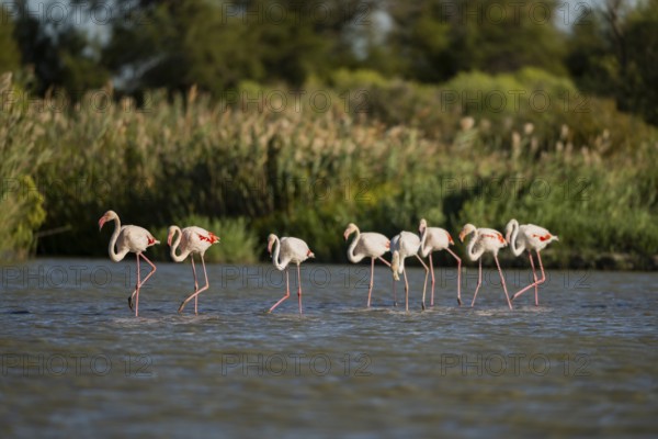Greater Flamingos (Phoenicopterus roseus) walking in the water, Parc Naturel Regional de Camargue, France