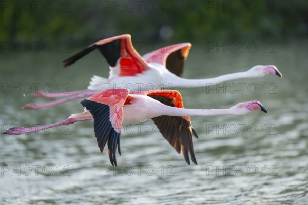 Greater Flamingo (Phoenicopterus roseus) starts flying from the water at sunset, Parc Naturel Regional de Camargue, France