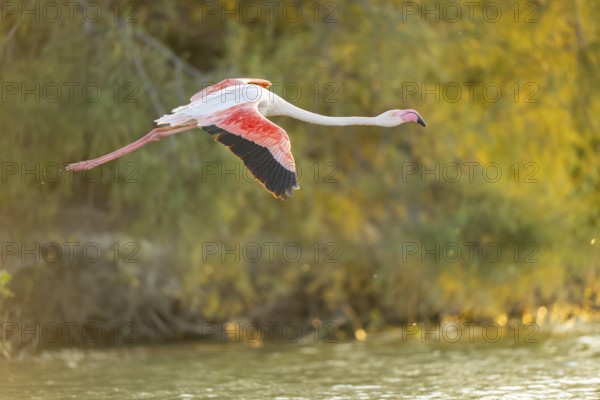 Greater Flamingo (Phoenicopterus roseus) starts flying from the water at sunset, Parc Naturel Regional de Camargue, France