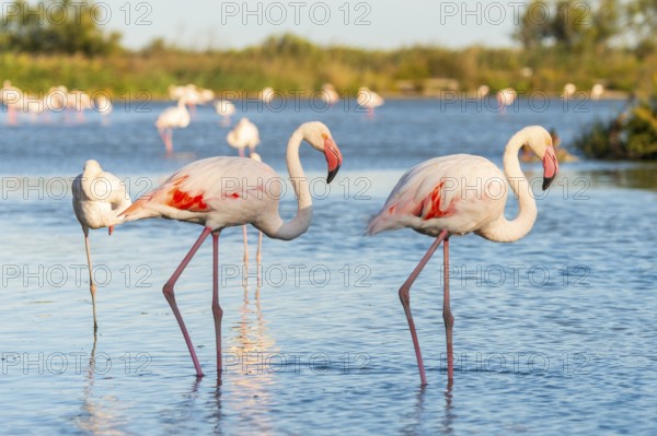 Greater Flamingos (Phoenicopterus roseus) walking in the water, Parc Naturel Regional de Camargue, France