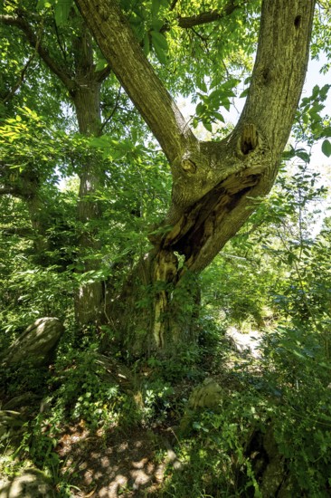 Historic chestnut, chestnut tree, Castanyer de St.Nicolau, natural monument, (Castanea), Sant Miquel de Campmajor, Cataluna, Catalonia, Spain, Europe, aerial view, birds-eyes view, aerial photography, aerial photography, overview, bird's eye view
