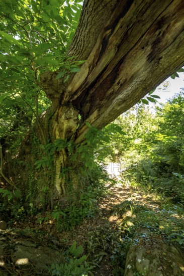 Historic chestnut, chestnut tree, Castanyer de St.Nicolau, natural monument, (Castanea), Sant Miquel de Campmajor, Cataluna, Catalonia, Spain, Europe, aerial view, birds-eyes view, aerial photography, aerial photography, overview, bird's eye view