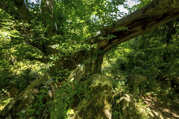 Historic chestnut, chestnut tree, Castanyer de St.Nicolau, natural monument, (Castanea), Sant Miquel de Campmajor, Cataluna, Catalonia, Spain, Europe, aerial view, birds-eyes view, aerial photography, aerial photography, overview, bird's eye view