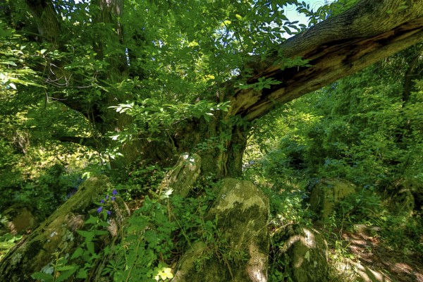 Historic chestnut, chestnut tree, Castanyer de St.Nicolau, natural monument, (Castanea), Sant Miquel de Campmajor, Cataluna, Catalonia, Spain, Europe, aerial view, birds-eyes view, aerial photography, aerial photography, overview, bird's eye view