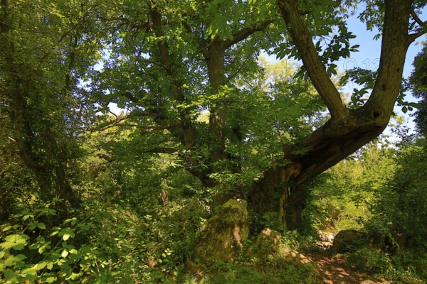 Historic chestnut, chestnut tree, Castanyer de St.Nicolau, natural monument, (Castanea), Sant Miquel de Campmajor, Cataluna, Catalonia, Spain, Europe, aerial view, birds-eyes view, aerial photography, aerial photography, overview, bird's eye view