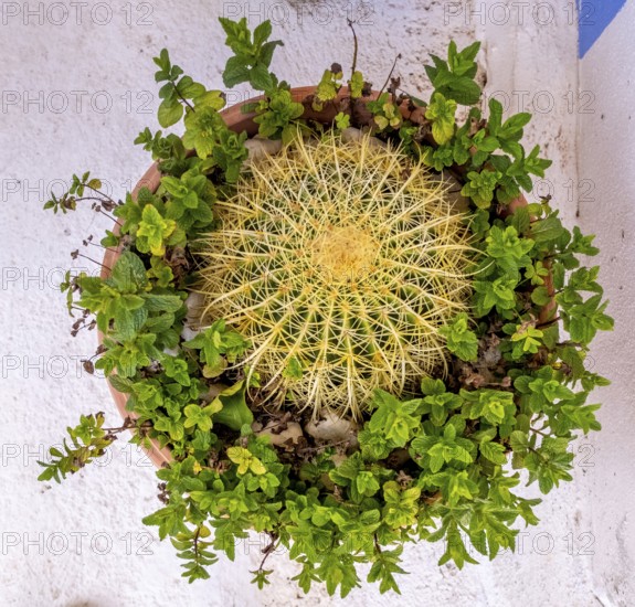 Sardinia, flower arrangement with a cactus and green leaves, Tinnura, Europe, Oristano province, Italy, arrangement, flower arrangement, leaves, botany, design, detail, freshness, colouring, garden, interior, cactus, composition, art, nature, plants, beauty, sightseeing, location, still life, succulents, texture, tourism, home decor, decoration, floral, green leaves, Mediterranean, aesthetics