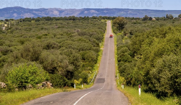 Sardinia, red truck on straight road to the horizon, mountains mountain range in the background, Ghilarza, Europe, Oristano province, Italy, adventure, motorway, mountains, mountain range, movement, driving, vehicle, distant view, open space, mountains, geography, sky, horizon, horizons, landscape, nature, outdoor, travel, sightseeing, summer, road, daylight, tourism, transit, transport, environment, traffic, destination, straight road, scenic, red truck, rural, cloudless