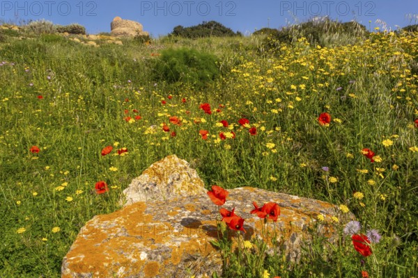 Sardinia, poppies and meadow with sea, Tharros, Europe, Province of Oristano, Italy, view, flowers, relaxation, flora, green, sky, horizon, idyllic, coast, landscape, sea, poppies, nature, ocean, panorama, plants, travel, sight, sightseeing, summer, south, daylight, tourism, environment, holiday, meadow, wildflowers, botanical, peaceful, rural, picturesque, Mediterranean, natural beauty, red