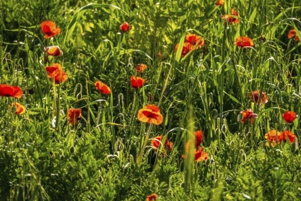 Sardinia, meadow with poppies, Tharros, Europe, Province of Oristano, Italy, flowers, relaxation, recreation, field, holidays, flora, spring, sky, idyllic, landmark, landscape, agriculture, poppies, nature, outdoor, panorama, plants, travel, beauty, sightseeing, summer, scenery, day, tourism, environment, meadow, blooming, botanical, peaceful, grassy, historical, picturesque, mediterranean, red, rural, untouched, vegetation