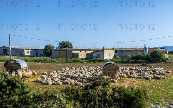 Sardinia, A flock of sheep lying in the sun, Tharros, Europe, Province of Oristano, Italy, relaxation, recreation, grass, flock, sky, horizon, idyll, culture, landscape, agriculture, Mediterranean, nature, peace, flock of sheep, sightseeing, summer, sun, daylight, animals, tourism, environment, pasture, woollen sheep, peaceful, historical, Italian, rural, pastoral, traditional, warm