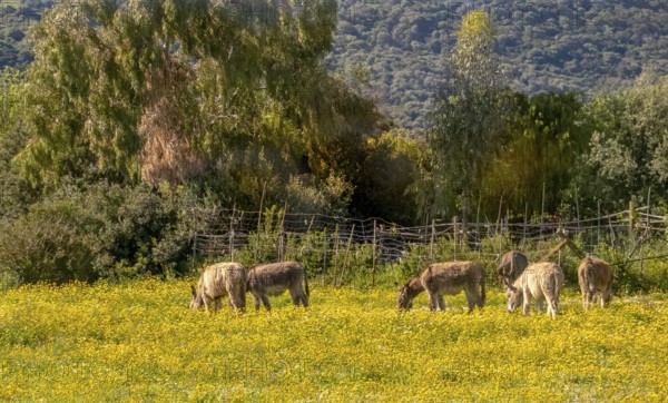 Sardinia, donkey in a meadow, Seneghe, Europe, Oristano province, Italy, outdoor, donkey, fur, open field, grass, green, sky, horizon, idyll, landscape, agriculture, nature, sightseeing, summer, mammal, day, animal, animal husbandry, animal world, tourism, environment, pasture, meadow, rural, domesticated, peaceful, rural, quiet, vegetation