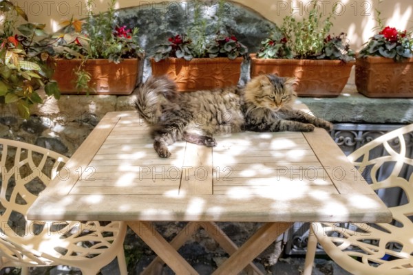 Sardinia, A cat sunbathing on a garden table, Santu Lussurgiu, Europe, Province of Oristano, Italy, outdoor, view from above, village, relaxation, garden, garden table, pet, pet behaviour, wood, idyll, cat, landscape, light, kitty, furniture, afternoon, nature, surface, calm, shadow, sightseeing, summer, mammal, territory, wildlife, table, tourism, alone, domesticated, peaceful, rural, Mediterranean, sunny, warm