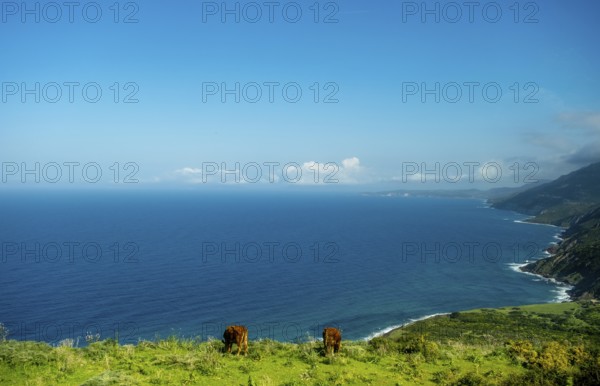 Sardinia, Mountainous coastal landscape by the sea, grazing cows and blue sky with clouds, Bosa, Europe, Province of Oristano, Italy, agriculture, view, mountainous coastal landscape, relaxation, green, horizon, hill, idyll, coast, landscape, sea, Mediterranean, nature, panorama, travel, sightseeing, summer, daylight, wildlife, tourism, holiday, pasture, clouds, blue sky, peaceful, grazing cows, rural, picturesque, Mediterranean, sustainable, untouched, vegetation