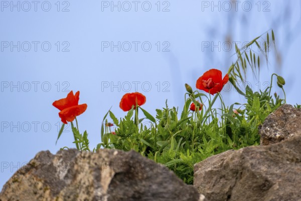 Sardinia, poppies (papaver) on the coastal strip, Bosa, Europe, Oristano province, Italy, flowers, blossoms, petals, relaxation, flora, spring flowers, green, sky, idyll, Italian landscape, coast, coastal strip, landscape, sea, poppies, nature, papaver, plants, beauty, sightseeing, sunlight, scene, time of day, tourism, holiday destination, water, botanical, botanical species, peaceful, rural, Mediterranean, red