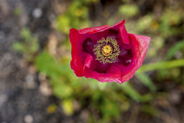 Sardinia, Poppy plant (Papaver), Villanova Monteleone, Europe, Province of Sassari, Italy, vegetation, flower, blossom, soil, botany, field, flora, peace, freshness, garden, idyll, clarity, landscape, agriculture, lightness, poppy, nature, outdoor, papaver, plant, season, seasonal bloomer, beauty, sightseeing, sunlight, daylight, tourism, environment, environment, growth, bright, Mediterranean, red, rural, seasonal, summery
