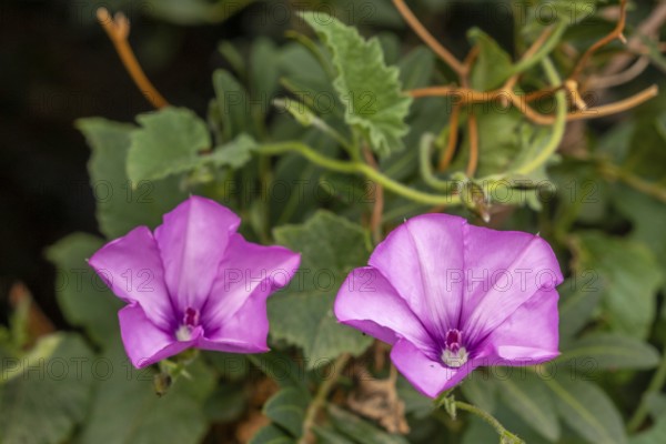 Sardinia, Convolvulus althaeoides, bindweed family, Villanova Monteleone, Europe, Province of Sassari, Italy, biodiversity, flower, leaves, blossom, botany, Convolvulus althaeoides, Convolvulus althaeoides, flora, outdoor, horticulture, plant, green, habitat, landscape, nature, natural scenery, plant, plant family, sightseeing, tourism, environment, wildflower, bindweed, botanical, native, Mediterranean, summer, vegetation, ecological