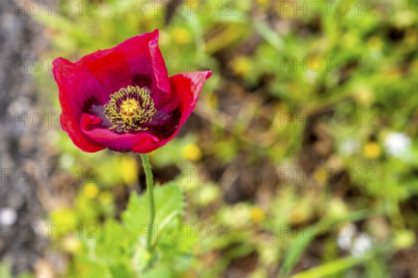 Sardinia, Poppy plant (Papaver), Villanova Monteleone, Europe, Province of Sassari, Italy, farmland, outdoor, flower, colourful, field, flora, spring, garden, island, landscape, agriculture, poppy, nature, papaver, plant, beauty, sightseeing, summer, scenic, tourism, environment, meadow, wildflower, blooming, botanical, European, Italian, rural, Mediterranean, regional, red, seasonal, vegetation